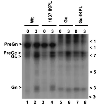 FIG. 6. Processing of Gc and effects of RKPL�SW13 cells were transfected with plasmids encoding the wt glycopro-tein or a mutant (1037 IKPL) at the Gc processing site (1037R in theRKPL tetrapeptide to I) and Gc or a mutant form of Gc (Gc-IKPL).Proteins wer