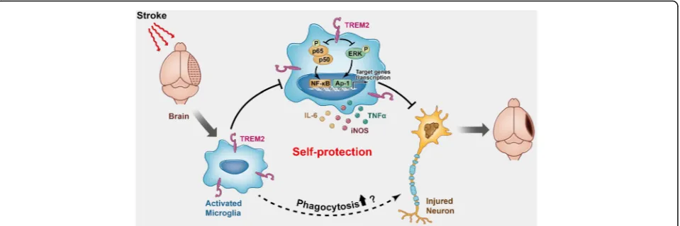 Fig. 8 Schematic representation of the role of TREM2 in cerebral ischemia/reperfusion injury