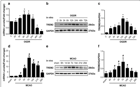 Fig. 1 TREM2 is upregulated in OGDR and MCAO ischemic models. TREM2 levels in primary mouse microglia 0, 3, 6, 12, 24, 48, and 72h afterwestern blotting data in (28d after MCAO were detected by quantitative real-time PCR (from data in (OGDR as determined b