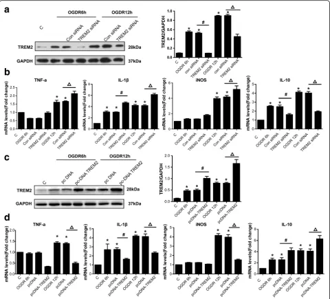 Fig. 4 TREM2 is critical for the inflammatory response following OGDR.protein levels were measured by western blotting