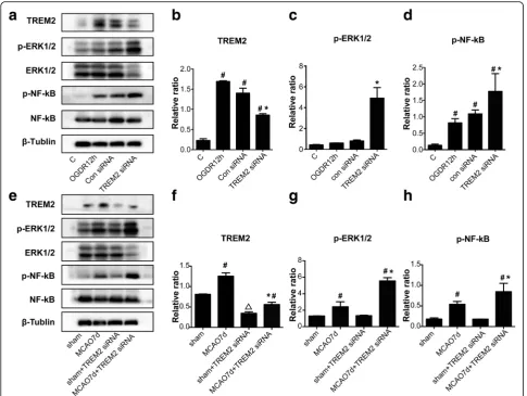 Fig. 7 Signaling pathways of TREM2 protection against cerebral injury.show as mean ± SEM;with OGDR 12h cells transfected with control siRNA or MCAO7d mice; a TREM2, p-ERK1/2, ERK1/2, p-NF-κB and NF-κB protein expressionin cultured primary microglial cells 
