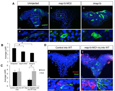 Fig. 7 Map1b functions cell autonomously in the neural ectoderm.δusing a Kruskal-Wallis test followed by Dunnsom WT hosts mosaically-expressing mGFP and transplanted with (a) mRFP-labeled control donor cells or (b) mRFP-labeledNuclei are labeled with DAPI 