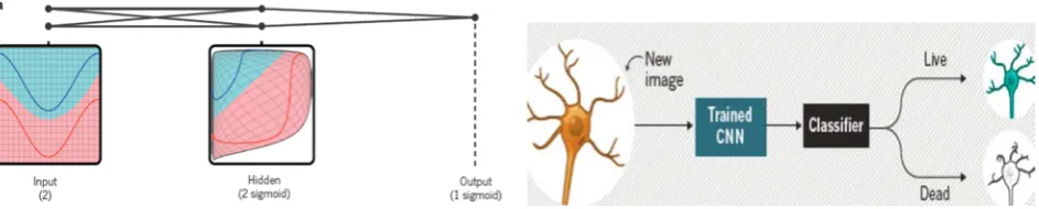 Figure 1. Multilayer neural networks of Deep learning1 and it is used in identifying dead neurons5