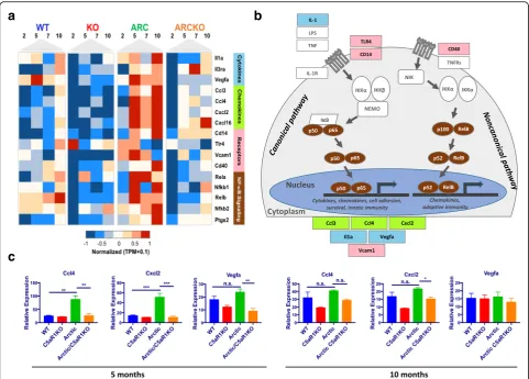 Fig. 5 Gene expression profiles of selected genes in inflammation pathways. All genes in heat map were present in cluster 4 and found in theNF-kB signaling pathway, cytokine-cytokine receptor interaction, and/or chemokine signaling KEGG pathways