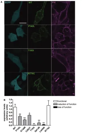 Figure 5. Abundance of wild-type pendrin and pendrin variants in the plasma membrane 