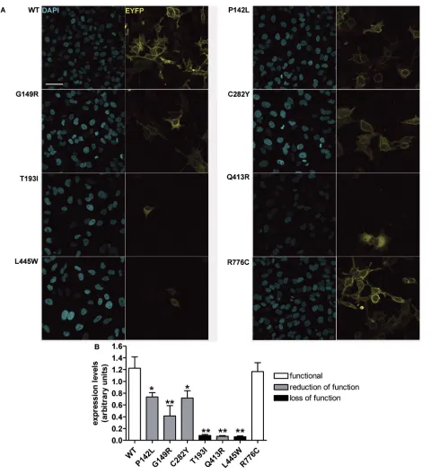 Figure 3. Global cellular levels of wild-type pendrin and pendrin variants in intact cells
