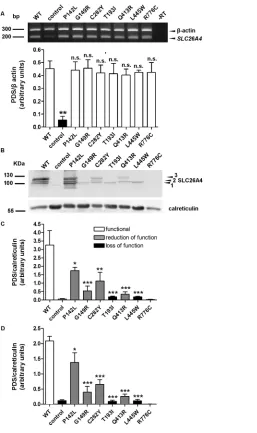 Figure 4. RNA and protein levels of wild-type pendrin and pendrin variants. (A) Top: The tiple comparison posttest