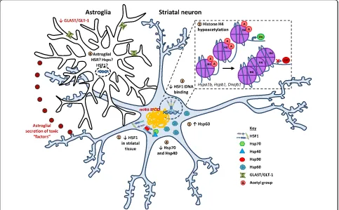 Fig. 3 Proposed summary of changes in the HSR and its components in polyQ-expanded Htt over-expression models of HD