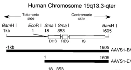 FIG. 2. Schematic representation of the plasmids used in this study.(A) Epstein-Barr virus (EBV) based episomal vectors