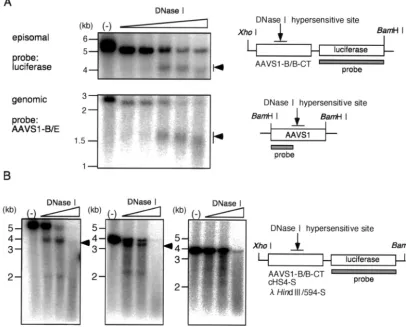 FIG. 3. DNase I hypersensitivity test. (A) DNase I hypersensitivity of DHS-S1 on the nuclear episomal plasmids replicated in HEK293 cellsand in the AAVS1 locus of HEK293 cells