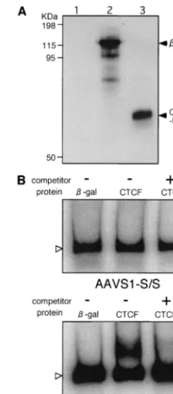 FIG. 7. Electrophoretic mobility shift test to examine the bindingof CTCF to AAVS1-S/S