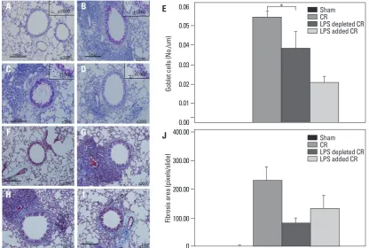 Fig. 3. PAS and trichrome staining of CR extract-induced asthma model in BALB/c mice. Representative histology of PAS (A-D) and tri-tified in E and J