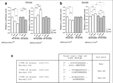 Fig. 2 athe 3. Validation of the Grin2a mRNA 3′UTR as a miR-19a target: relative Grin2a mRNA 3′UTR luciferase levels with 50 nM or 100 nM of miR-19amimic measured 24 hrs after transfection (Mut., mutant UTR with a 3 bp mutation of the miR-19a target site; 