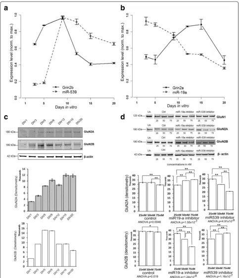 Fig. 3 awere treated with 25 nM, 50 nM or 75 nM of miR-19a, miR-539 inhibitors, with a control (Ctrl) or untreated (Un.).Data in histograms were quantifiedwith Image J software (n = 3)