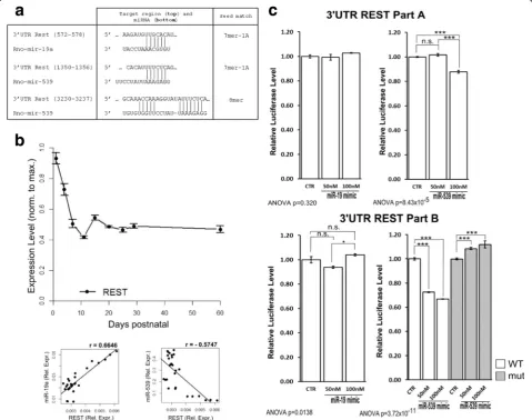Fig. 4 The role of REST in miRNA regulation of NMDAR subunit expression.a MRE for miR-19a and a
