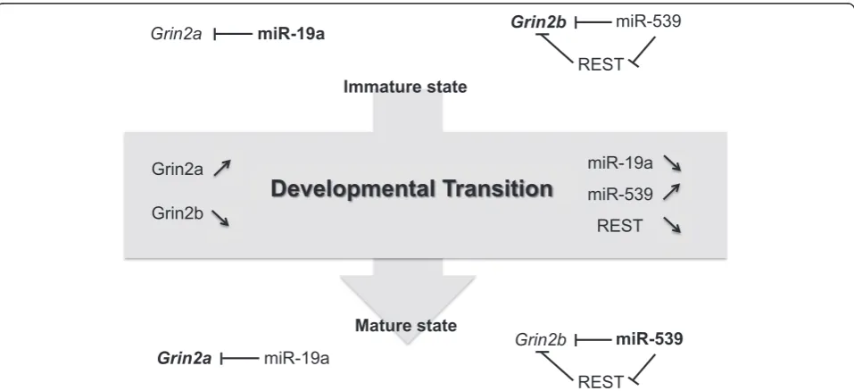 Fig. 5 Summary circuitry. The two states (immature/mature) are represented and the developmental transition also