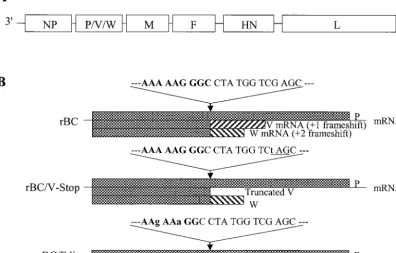 FIG. 2. Western blot analysis performed with either puriﬁed viruses (A) or infected Vero cell extracts (B)