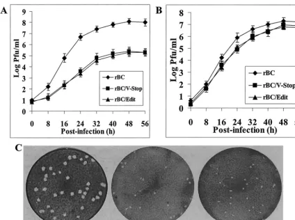 FIG. 3. Growth kinetics and plaque formation in tissue culture. Graphs show multiple-step growth curves of the parental rBC and mutantviruses on DF1 (A) or Vero (B) cells