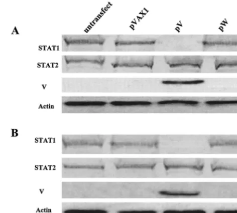 FIG. 8. Expression of the C terminus of the NDV V protein de-graded STAT1 protein. 2fTGH cells (A) or Vero cells (B) were mock