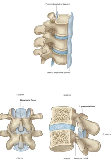 Figure 7:Ligaments Of Lumbo Sacral Spine 