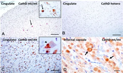 Figure 6αcingulate cortexplasmic immunostaining with Ser129-phosphorylated aSyn Ab. cingulate gyrus of age-matched, heterozygous extensive, often multiple, intra-cellular inclusion formation in neurons (arowhead) of affected sheep throughout the cortex inc