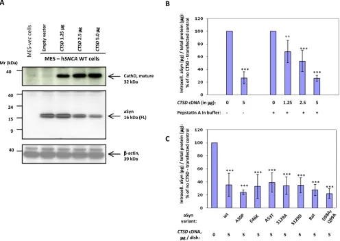 Figure 1αing conditions of MES23.5 cells [38] expressing untagged, wild-type human Over-expression of Cathepsin D lowers -synuclein in dopaminergic cellsOver-expression of Cathepsin D lowers α-synuclein in dopaminergic cells