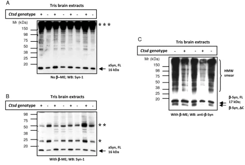 Figure 2Mice lacking ctsd gene expression show reduced levels of endogenous α-synuclein in Tris-soluble brain extractsMice lacking ctsd gene expression show reduced levels of endogenous α-synuclein in Tris-soluble brain extracts