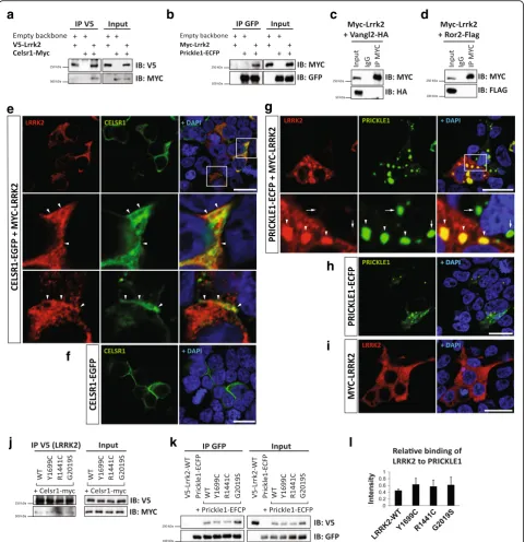Fig. 3l) is not modified in the most common LRRK2 mutations.intensity shows the relative binding of LRRK2 WT and mutants to PRICKLE1