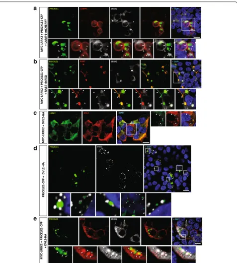 Fig. 4 PRICKLE1-induced LRRK2 puncta are not in the endosomal compartment but rather in signalosome-like structures, together with DVL2 polymers.capacity of these proteins to form signalosome-like structures.a-e Immunofluorescence analysis of the subcellul