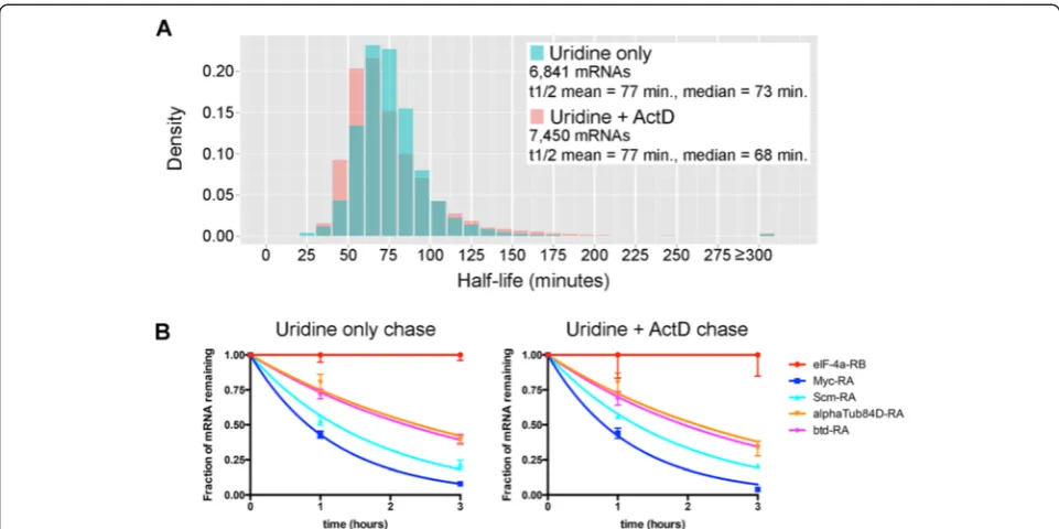 Figure 1 TU-decay measures genome-wide mRNA half-lives without transcription arrest.on uridine chase conditions (Uridine only) and uridine chase combined with actinomycin D to arrest transcription (Uridine + ActD)