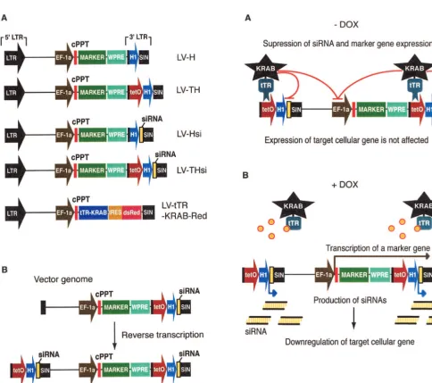FIG. 2. (Right panels) Mode of action of the DOX-controllable transrepressor. (A) In the absence of DOX, tTR-KRAB binds to tetOsuppresses H1-mediated siRNA transcription, thus allowing normal expression of the cellular target gene (on)