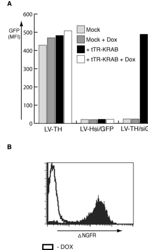 FIG. 3. Regulation of GFP expression by using DOX-induciblesiRNA. (A) HeLa cells carrying a single copy of a lentivirus vector