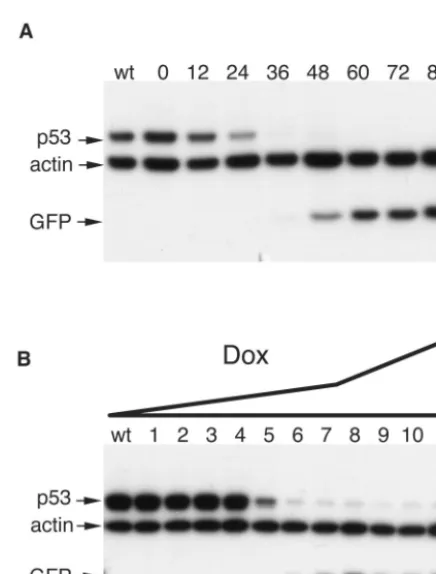 FIG. 4. Regulation of endogenous genes by using DOX-inducible siRNAs. Left panels, downmodulation of p53