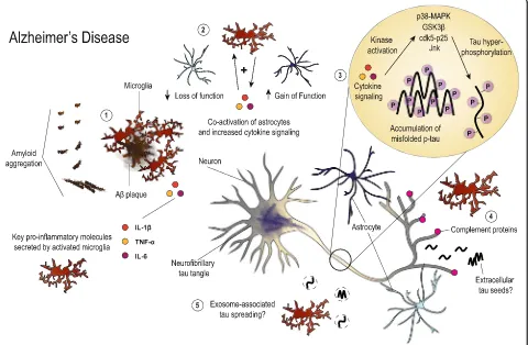 Fig. 1 Illustration summarizing the hypothesized roles of gliosis and neuroinflammation in AD