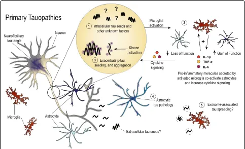 Fig. 2 Depiction of the roles that have been described for glial cells in primary tauopathies