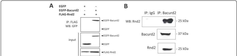Figure 1 Bacurd2 interacts with Rnd2 in vitro and in vivo. (A) Immunoprecipitation assays with transiently transfected HEK293T cells showthat FLAG-Rnd2 interacts with EGFP-Bacurd2, but not EGFP