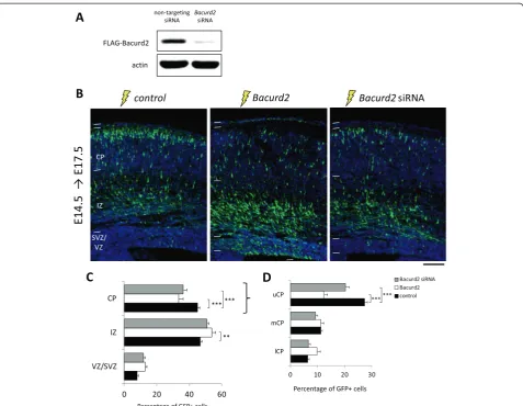 Figure 2 Bacurd2 influences cell migration within the embryonic mouse cerebral cortex