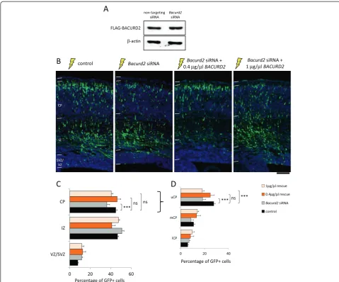 Figure 3 The defective migration of Bacurd2 siRNA-treated cells is augmented by co-delivery of human BACURD2