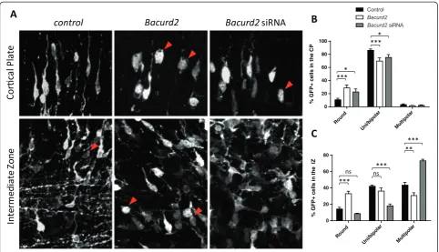 Figure 4 The effect of forced expression or knockdown of Bacurd2 on the morphology of GFP-labelled neurons within the IZ and CPof the E17.5 embryonic cortex