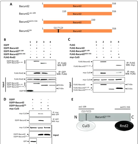 Figure 5 Bacurd2 interacts with its binding partners through distinct regions of the polypeptide