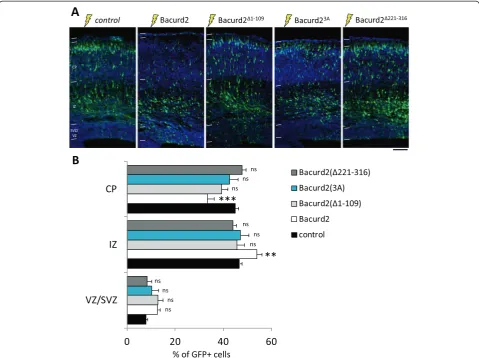 Figure 6 The effect of forced expression of Bacurd2 and its mutated variants on cell migration within the embryonic E17.5 cortex.(A) Coronal sections of E17.5 embryonic cortex following E14.5 in utero electroporation with a bicistronic construct encoding G