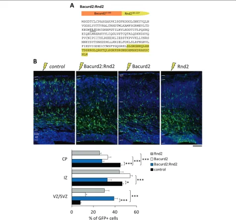 Figure 7 Forced expression of Bacurd2:Rnd2 impairs radial migration in vivo. (A) Illustration of the protein resulting comprising theN-terminal region of Bacurd2(1-220) together with the C-terminal region of Rnd2 which mediates the migration of embryonic c