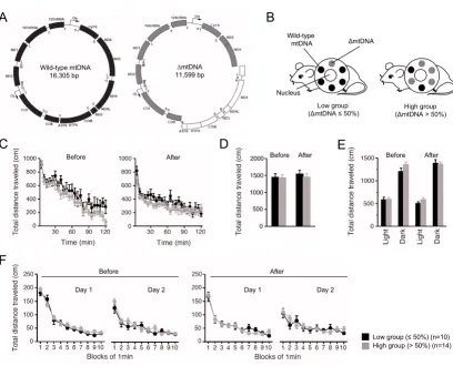 Figure 1Genetic characterization and locomotor activity of mito-mice before and after cognitive analyseswere performed before and after cognitive analyses