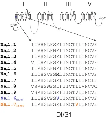 Figure 1. Sequence alignment of domain I transmembrane segment 1. Alignment of the human channels except Nasequence of DI/S1 from human NaV channels shows that Met136 is highly conserved in all V1.8, where it is leucine.