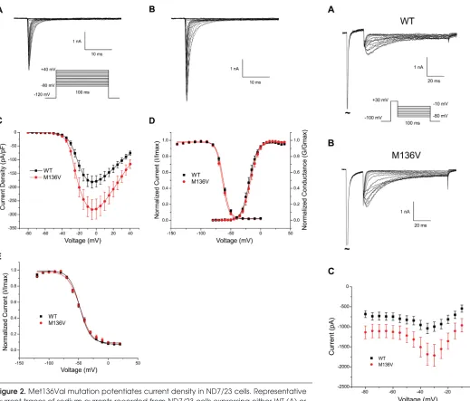 Figure 2. Met136Val mutation potentiates current density in ND7/23 cells. Representative current traces of sodium currents recorded from ND7/23 cells expressing either WT (A) or Met136Val (B) mutant channels
