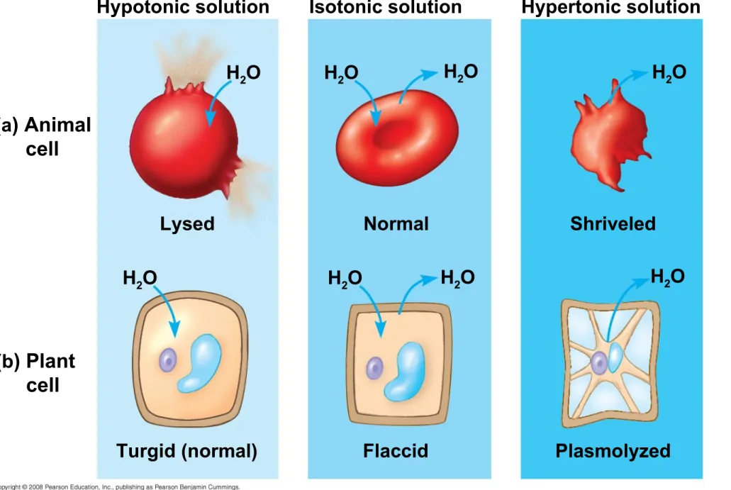 Fig. 7-13 Hypotonic solution (a ) Animal       cell (b ) Plant       cell H 2 OLysedH2O Turgid (normal) H 2 OH2 O H 2 OH2ONormalIsotonic solutionFlaccid H 2 OH2OShriveledPlasmolyzed Hypertonic solution