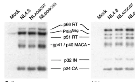FIG. 4. The conformation but not the stability of HIV-1 virionRNA dimers isolated from PBMCs was affected by mutations of the