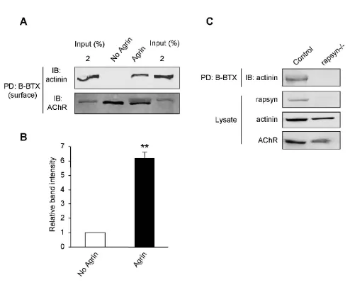 Figure 3αmyotubes were treated with agrin. AChRs were labeled by B-BTX and probed for A ternary complex of AChR, rapsyn, and -actininA ternary complex of AChR, rapsyn, and α-actinin