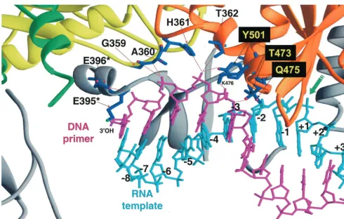 FIG. 1. Diagram of the structure of HIV-1 RT in complex with an RNA-DNA template-primer whose sequence is derived from the PPT