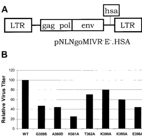 FIG. 2. Mutations in the connection domain affect the viral titer.(A) The retroviral vector pNLNgoMIVR-E-.HSA has been previously